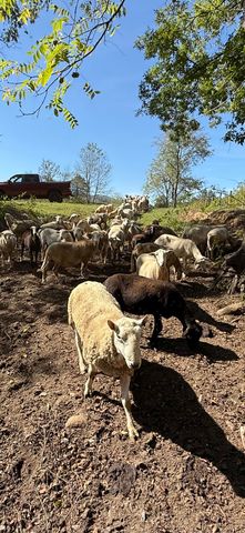 6402 Potts Creek RD, Covington, VA 24426