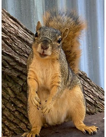 527 Cross St, Lodi, CA 95242