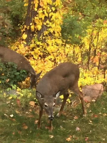 8 Bellingham Court 92, Middleton, MA 01949