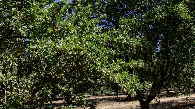 11012 Olive Rd, Oakdale, CA 95361