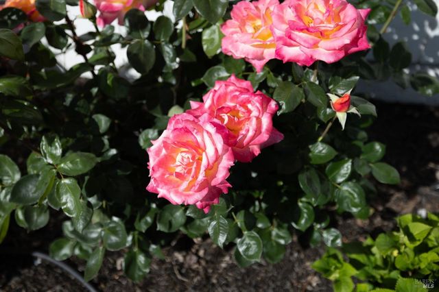 9865 Sunray Pl, Windsor, CA 95492