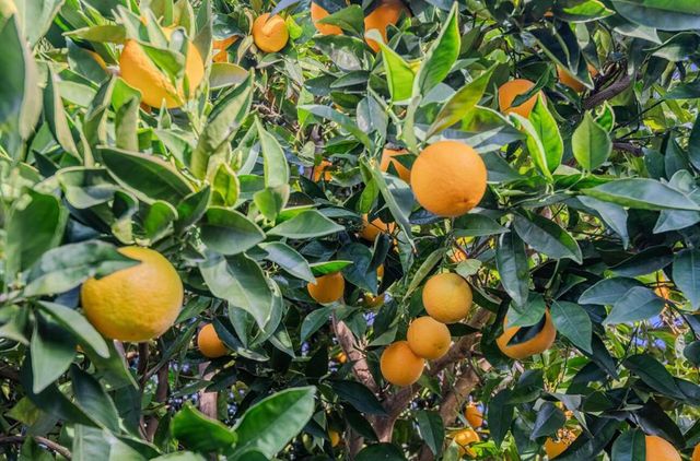 376 Cypress Avenue, Santa Clara, CA 95050