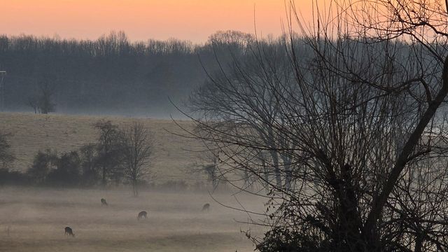 2190 St Highway 181, Dora, MO 65637