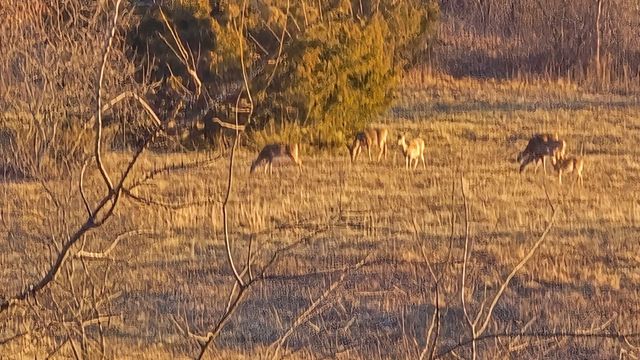 2190 St Highway 181, Dora, MO 65637