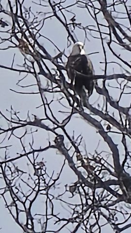 2190 St Highway 181, Dora, MO 65637