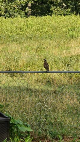 2190 St Highway 181, Dora, MO 65637