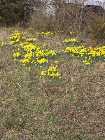 2190 St Highway 181, Dora, MO 65637