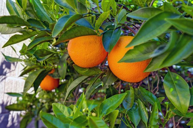 905 Richard Ct, El Dorado Hills, CA 95762