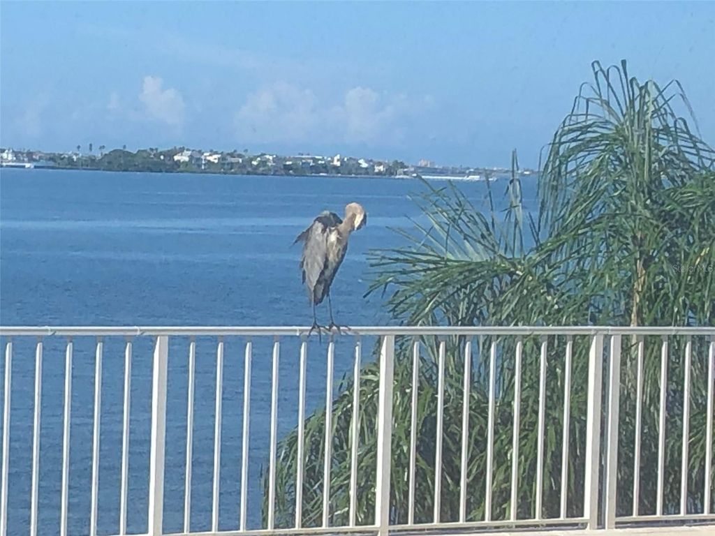 Image 29 of property listing at 100 PIERCE STREET 305, Clearwater, FL 33756