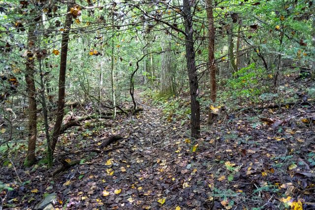 238 Mountain Laurel, Monteagle, TN 37356