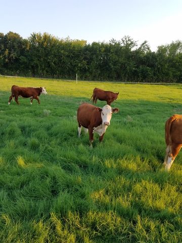 2400 Springfield Road, Springtown, TX 76082