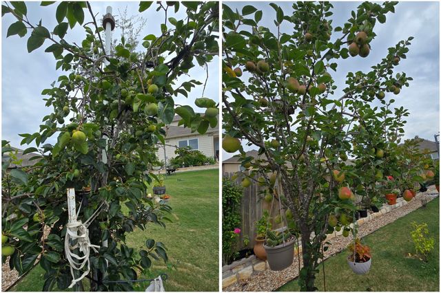 19621 Woodrow Wilson DR, Manor, TX 78653