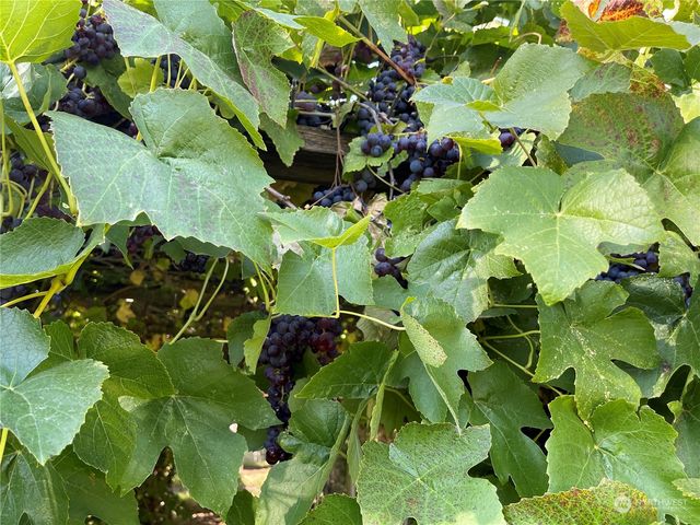 103 Wolf Fork Road, Dayton, WA 99328