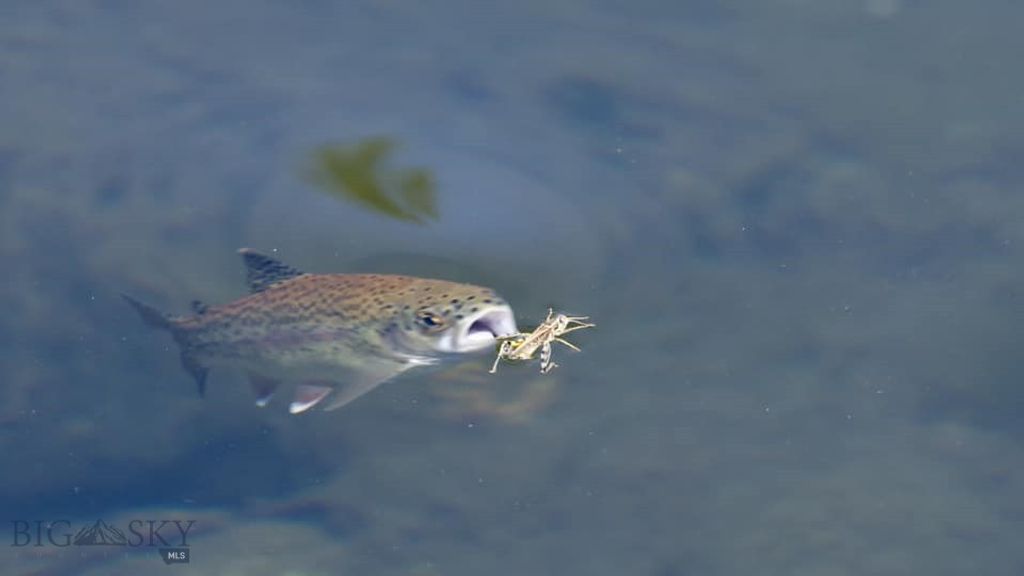 830 Castle Mountain Road, Clyde Park, MT 59018 photo 32