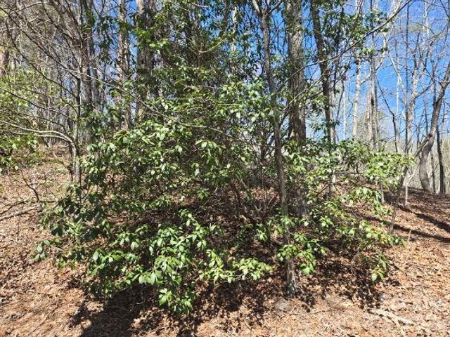 284 Oriole Drive, Lake Lure, NC 28746