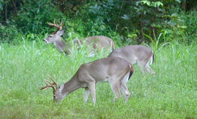 4727 Sugar Maple Court, Fulshear, TX 77441