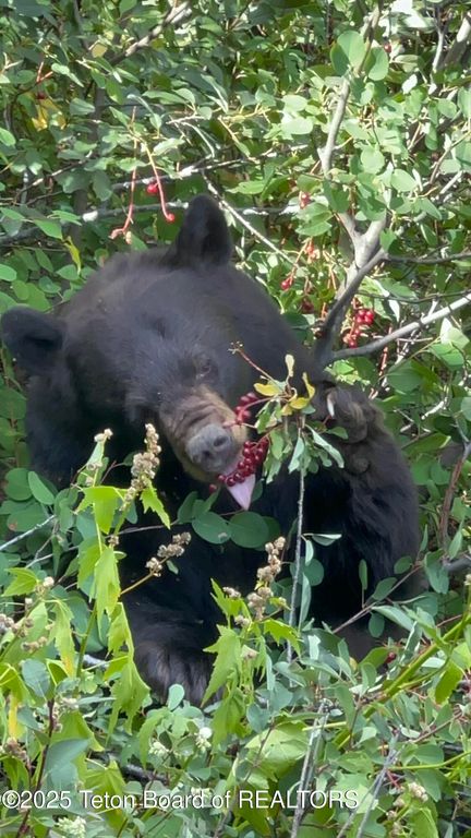 2945 N HUNT Lane, Wilson, WY 83014 photo 40