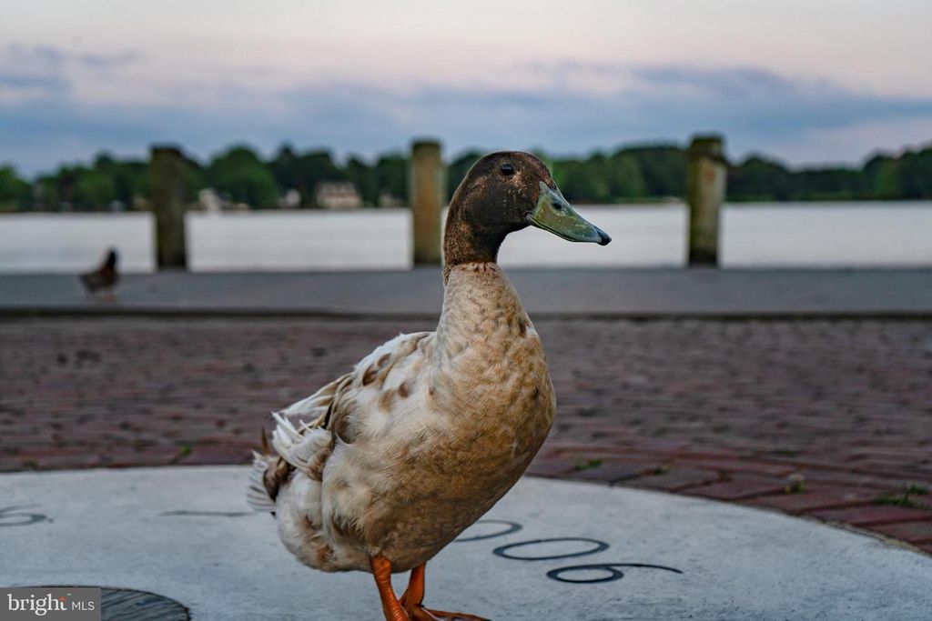 Image 32 of property listing at 303 E CAMPUS AVE, Chestertown, MD 21620