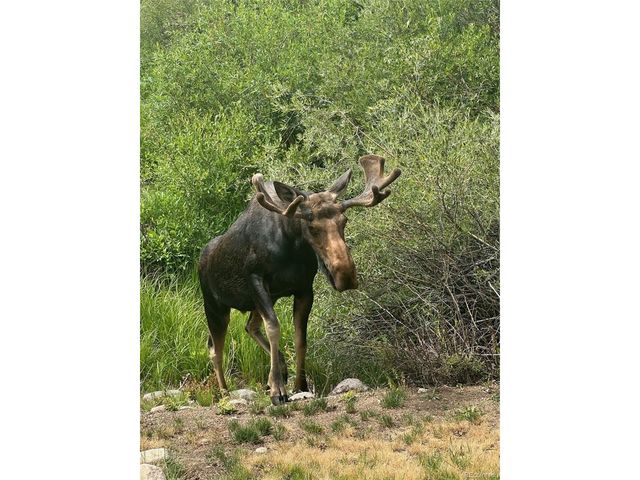 245 E Coyote Ct, Silverthorne, CO 80498