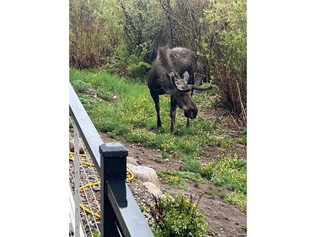 245 E Coyote Ct, Silverthorne, CO 80498