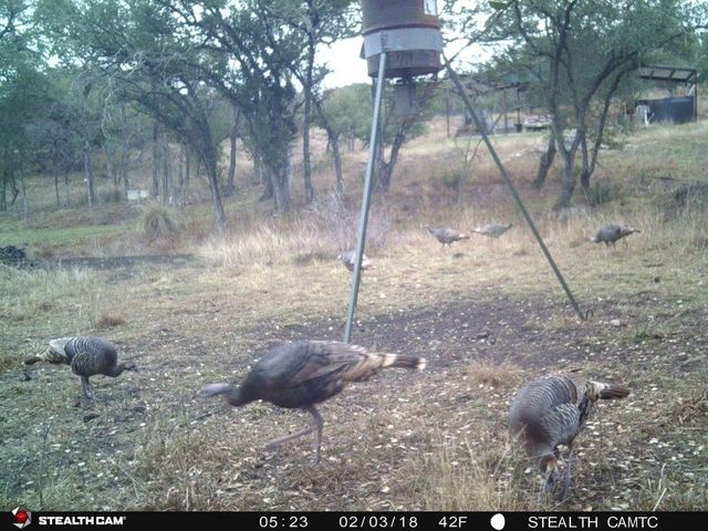 1850 Pursley RD, Dripping Springs, TX 78620