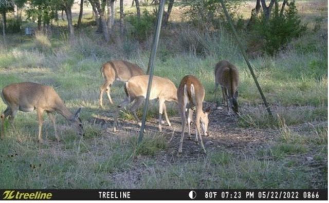 1850 Pursley RD, Dripping Springs, TX 78620
