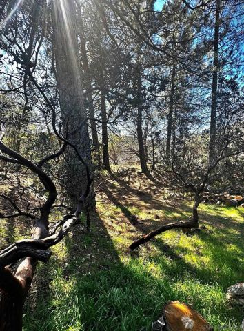 721 Pine Cone Drive, Julian, CA 92036