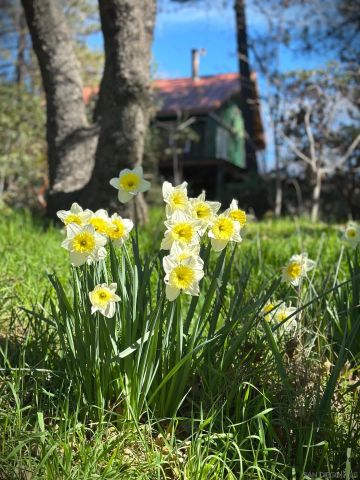 721 Pine Cone Drive, Julian, CA 92036