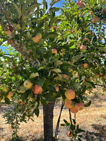 16101 Lost Creek Rd, Yorkville, CA 95494