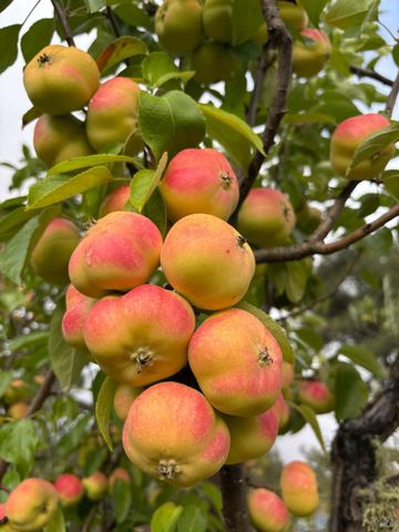 16101 Lost Creek Rd, Yorkville, CA 95494