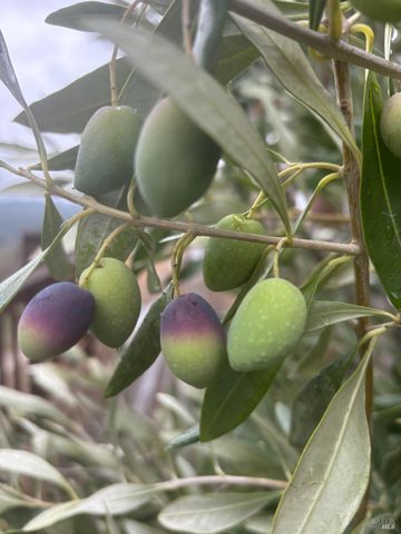 16101 Lost Creek Rd, Yorkville, CA 95494