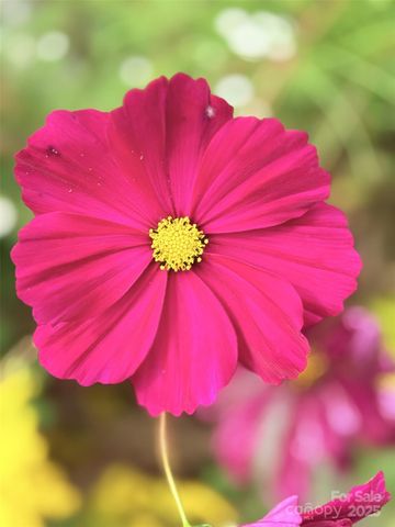 43 Dillingham Estates Trail, Swannanoa, NC 28778