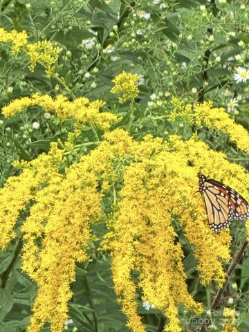 43 Dillingham Estates Trail, Swannanoa, NC 28778