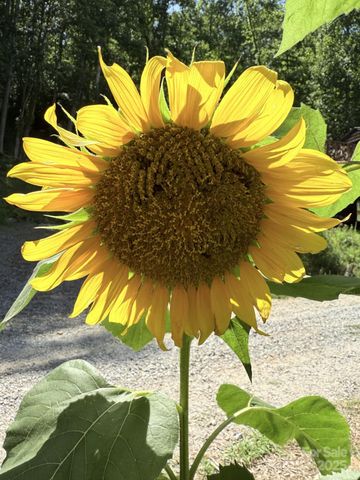 43 Dillingham Estates Trail, Swannanoa, NC 28778