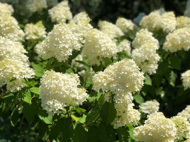 230 old wharf 272, Dennis Port, MA 02639