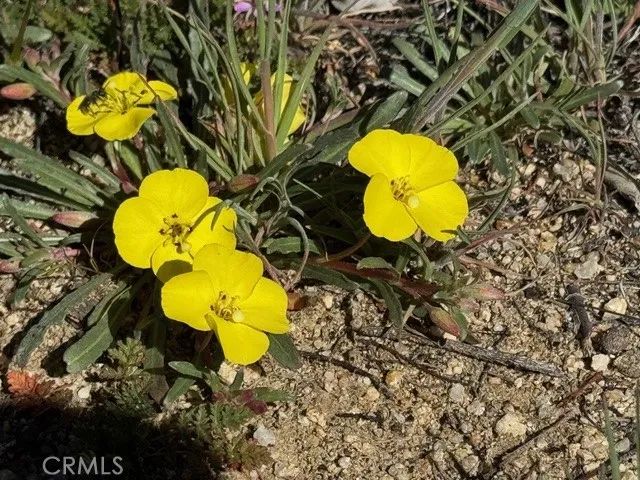 54740 Cave Rock, Anza, CA 92539