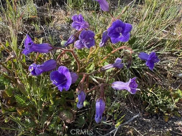 54740 Cave Rock, Anza, CA 92539