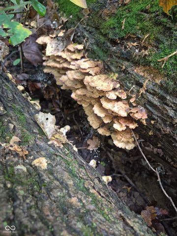 8252 W Chafin Chapel Road, Ellettsville, IN 47429