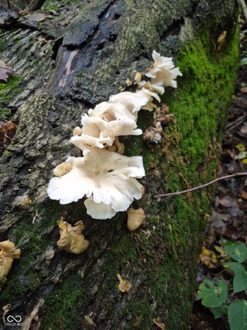 8252 W Chafin Chapel Road, Ellettsville, IN 47429