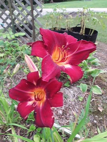 8252 W Chafin Chapel Road, Ellettsville, IN 47429