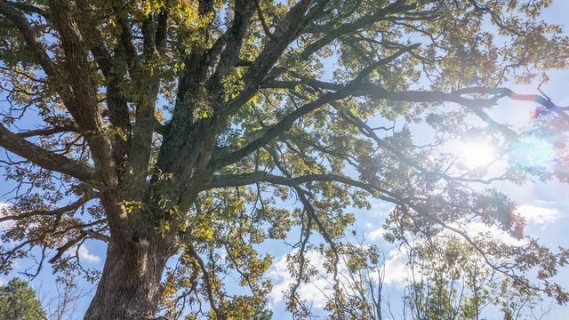 2427 M Highway, Koshkonong, MO 65692