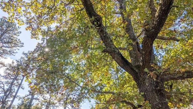 2427 M Highway, Koshkonong, MO 65692