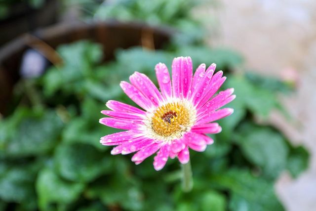 443 Glenbriar Cir, Tracy, CA 95377