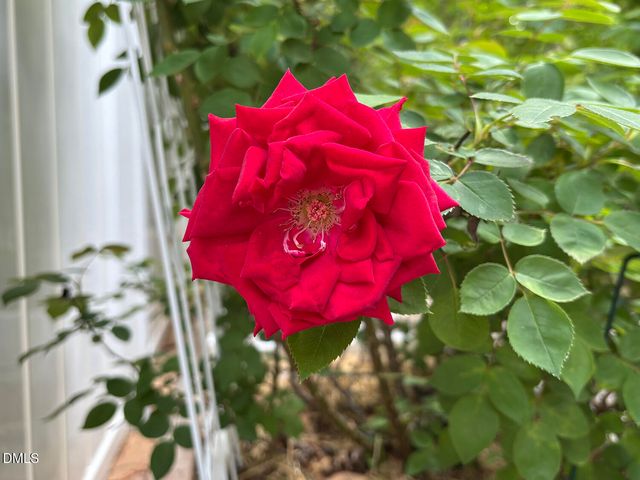 2106 Pear Tree Lane, Durham, NC 27703