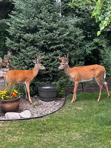 17990 Nixon Drive NW, Elk River, MN 55330