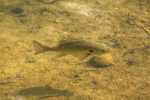 1317 NE 5th PL, Cape Coral, FL 33909