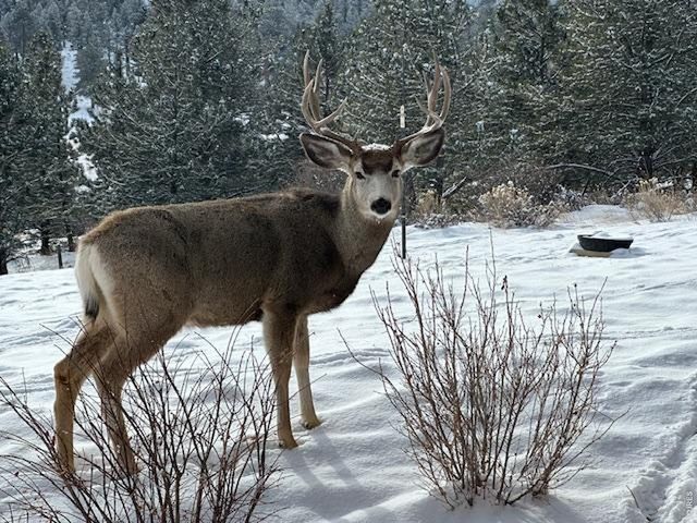 285 Indian Trl, Estes Park, CO 80517