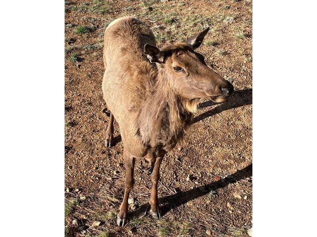 285 Indian Trl, Estes Park, CO 80517