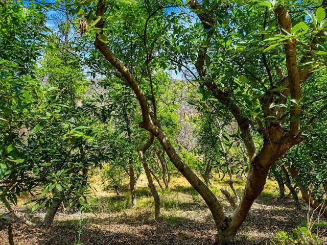 2339 Green Valley, Fallbrook, CA 92028