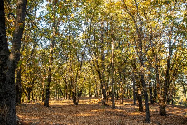 14990 Willow Glen Rd, Brownsville, CA 95919